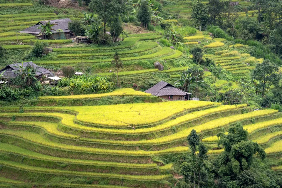 Loại gạo khách mua nhiều