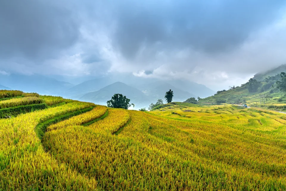 Loại gạo khách mua nhiều