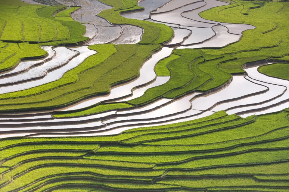 Loại gạo khách mua nhiều