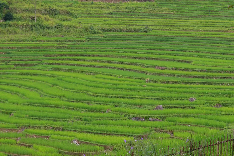 Bao gạo các loại xếp sẵn