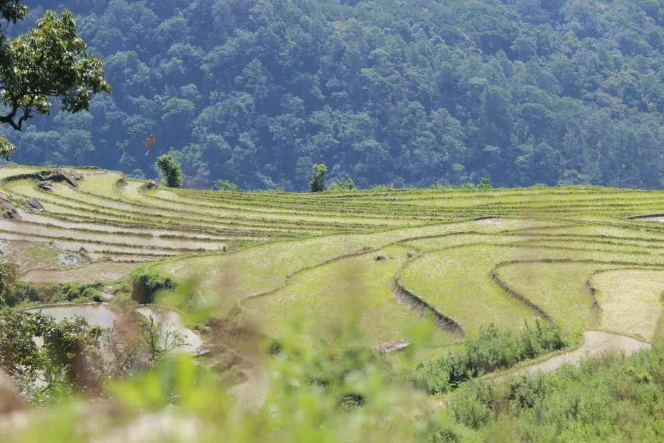 Gạo thơm dẻo tại Tưởng Văn Quyền